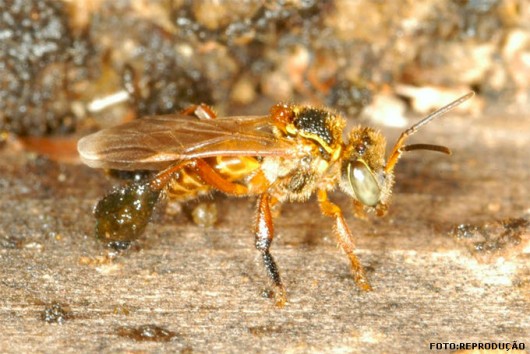 abelha-marmelada-amarela-brava-cursos-cpt
